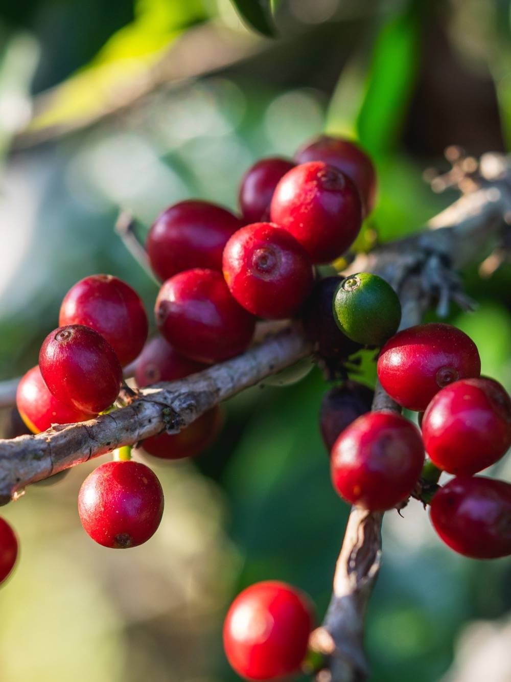 Castillo cherries on the branch