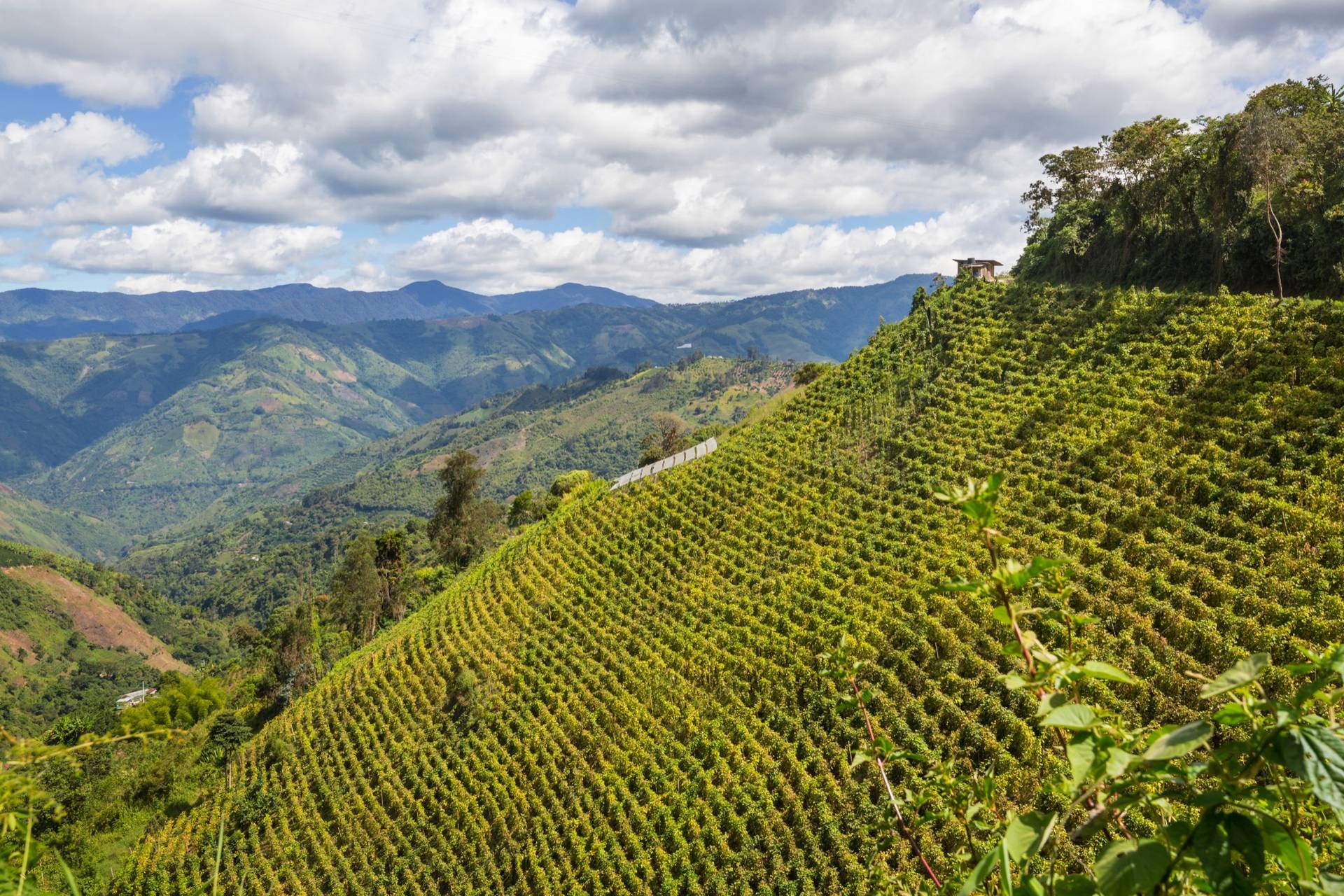 Rows of coffee on a steep Colombian hillside under mountains and cloud